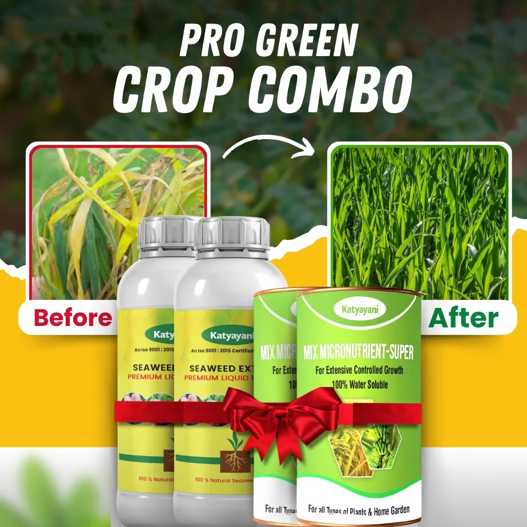 Best Fertilizer for Garlic